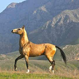 turkmen horse